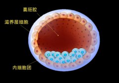 试管科普：走进胚胎实验室，原来囊胚培育是这